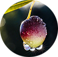 OliveKernel K